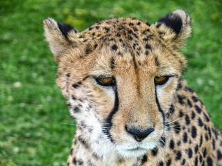 Portrait of a wild cheetah