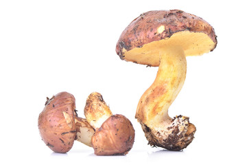 Boletus mushroom