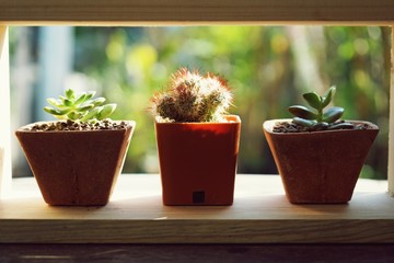 Small succulent pot plants decorative on wood window with morning warm light, echeveria, cactus