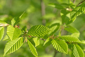 Fototapeta na wymiar Europäische Hopfenbuche, Ostrya carpinifolia