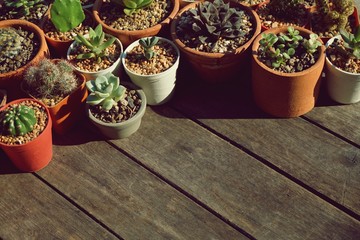 Various little succulent pot plants collection on vintage wood table with free space background