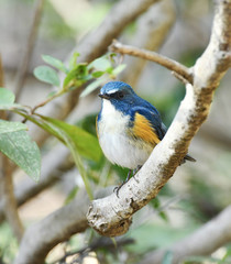 止まり木のルリビタキ