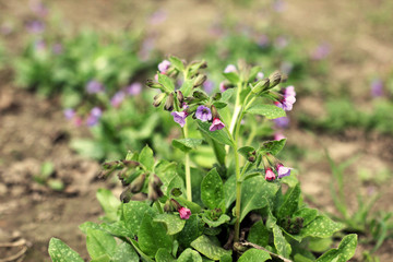 Beautiful flowers in the garden in the spring