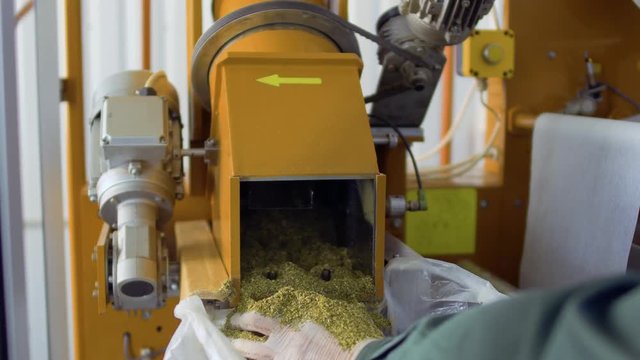 Man shovel herbal tea from machine into bag, tea factory
