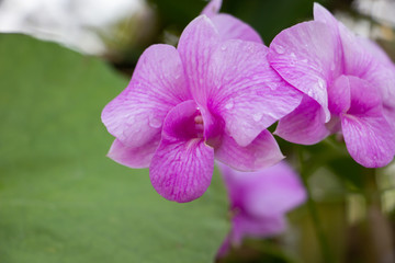 beautiful purple orchid flowers