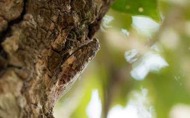 Obraz premium closeup cicada