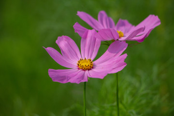 beautiful purple cosmos flowers