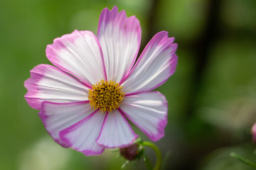 Fototapeta premium beautiful purple cosmos flowers