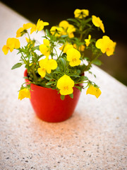 The yellow pansies in the red pot on the small garden table