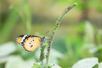The butterfly on leaf.