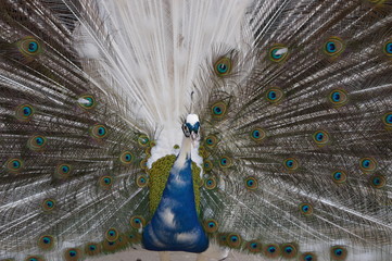 Obraz premium Animali vari e ....