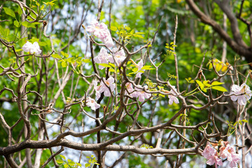 branch of tree