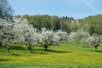 Naklejka premium Frühling