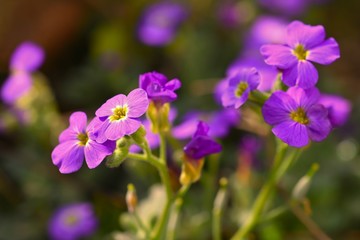 Fototapeta na wymiar Spring flowers in garden. Purple flame flowers of phlox (Phlox paniculata)