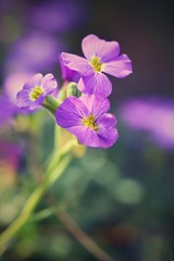 Spring flowers in garden. Purple flame flowers of phlox (Phlox paniculata)