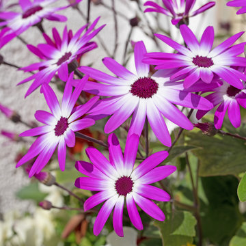 Aschenblume, Pericallis senetti
