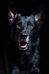German shepherd