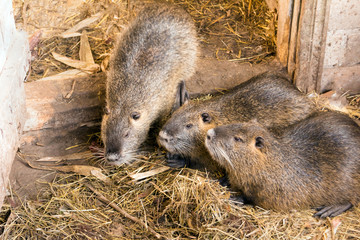 Nutria brood close-up on the farm. Three friends of the concept of friendship