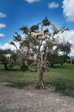 Capre su albero di Argan