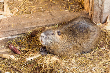 nutria farm. Close-up cultivation of nutria as valuable fur and ellitic meat.