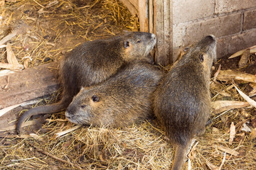 Nutria brood close-up on the farm. Three friends of the concept of friendship