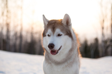 Close-up portrait of prideful and young dog breed siberian Husky sitting on the snow in winter forest at golden sunset. Profile Image of beautiful beige and white Husky topdog looks like a wolf