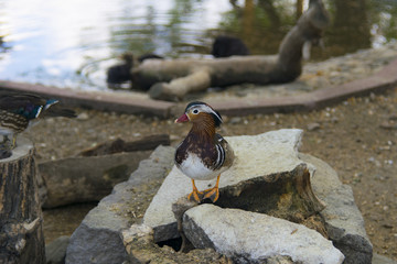 Fototapeta premium Duck looking 