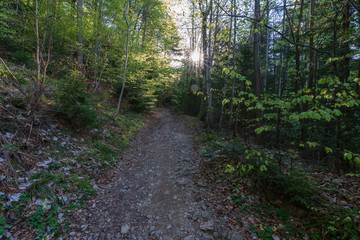 Wanderweg im Wald