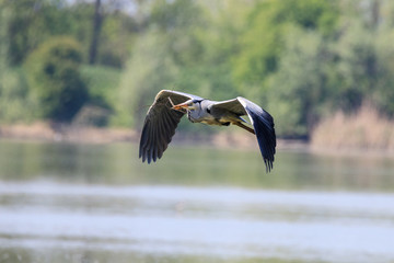 Airone cenerino (Ardea cinerea) in volo