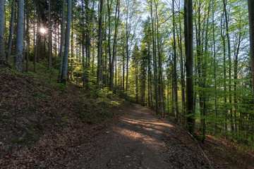 Wanderweg im Wald