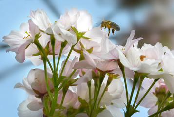 Biene auf Kirschblüte © Rebel