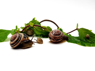 Schnecken auf Haselnussblatt freigestellt auf weißem Hintergrund