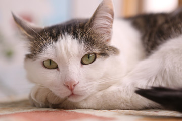 serene quiet cat napping after dinner close up