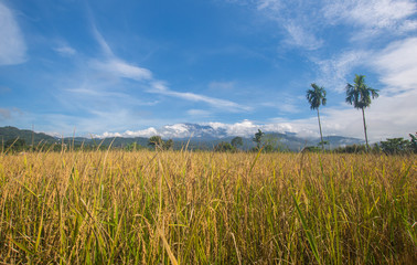 beautiful view of paddy field and mountain