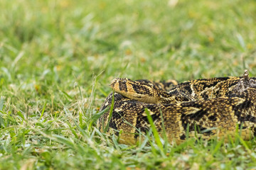 Puffadder