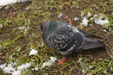 Russia, snow, pigeon