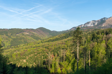 Fototapeta na wymiar weitläufiges Waldpanorama