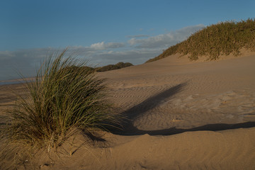 Fototapeta na wymiar dune con cespuglio