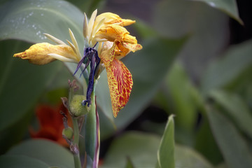 Bloosom flower