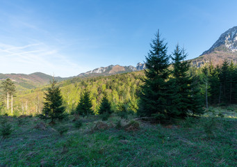 Fototapeta na wymiar Waldlandschaft