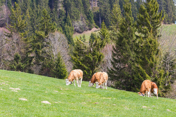 Obraz na płótnie Canvas several young bulls grazing in green meadow, trees, forest