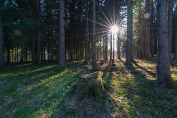 Wald in der Dämmerung