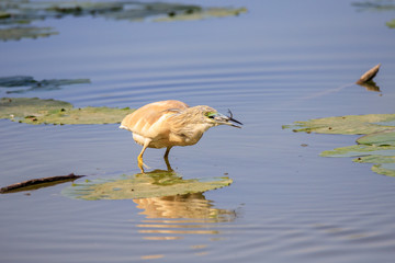 Sgarza ciuffetto (Ardeola ralloides) con preda catturata