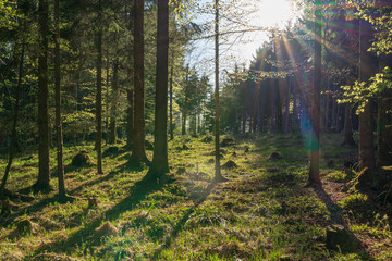 Fototapeta premium Wald in der Dämmerung
