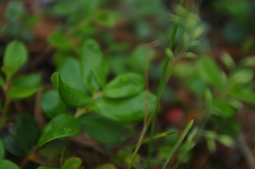 just plants