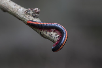 Millipedes