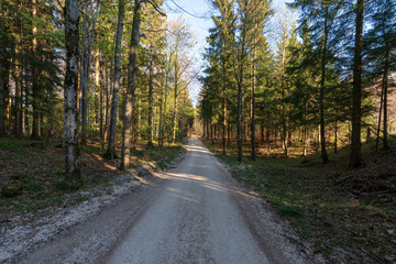 Fototapeta na wymiar Schotterweg Wanderweg im Wald