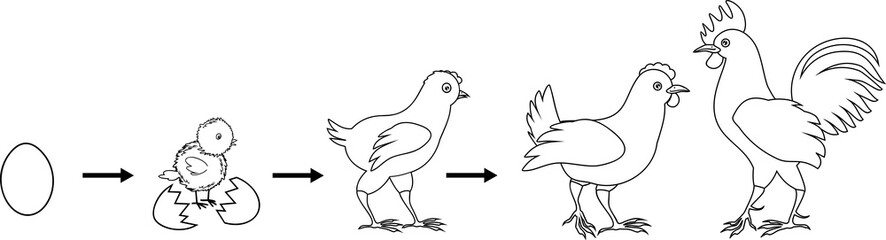 Coloring page. Stages of chicken growth from egg to adult bird