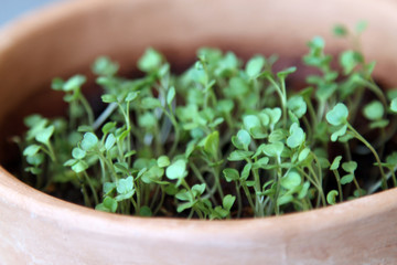 micro-greenery