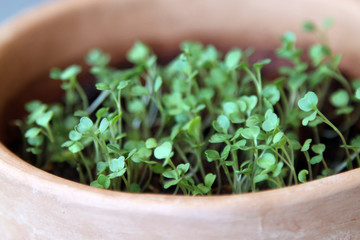 micro-greenery